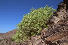 Whole plant