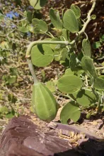Capparis cartilaginea fruit