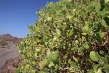 Capparis cartilaginea fruits and leaves
