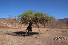 Whole plant climbing a tree