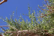 Cebatha pendula leaves