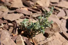Whole plant