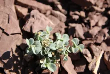 Whole plant with leaves and flowers
