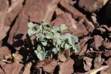 Whole plant