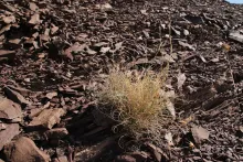 Whole plant