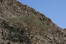 Whole plant