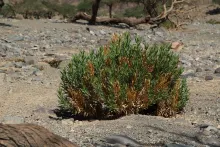 Whole plant