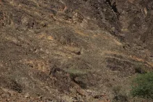 Whole plant