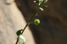 Hibiscus micranthus fruit
