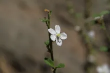 Hibiscus micranthus flower