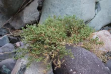 Whole plant