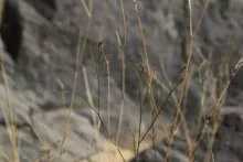 Kohautia caespitosa stems