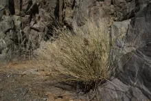Whole plant