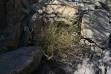 Whole plant