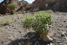 Whole plant