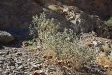 Whole plant