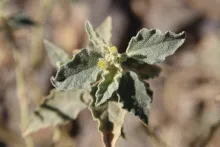 Chrozophora oblongifolia leaves and flower