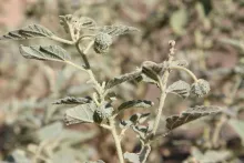 Chrozophora oblongifolia fruits