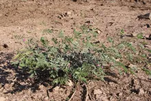 Whole plant