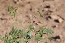 Tephrosia purpurea subsp. apollinea flower