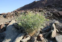 Whole plant