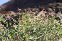 Tephrosia purpurea subsp. apollinea fruits and flowers