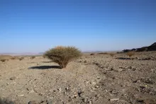 Whole plant