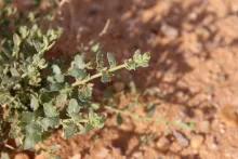 Kickxia aegyptiaca leaves