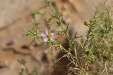 Zygophyllum arabicum flower