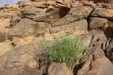 Whole plant