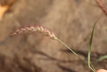 Cenchrus ciliaris fruits