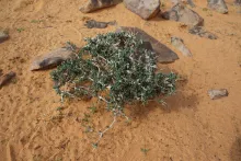 Whole plant