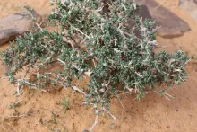 Whole plant