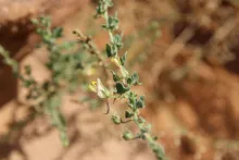 Kickxia aegyptiaca flower