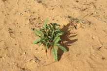 Whole plant