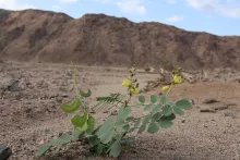 Whole plant