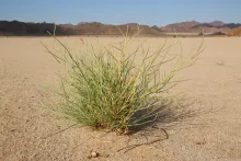 Whole plant