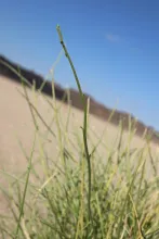 Crotalaria aegyptiaca branches