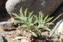Whole plant