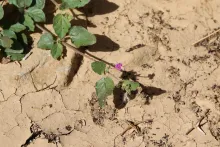 Boerhavia repens flowers and leaves