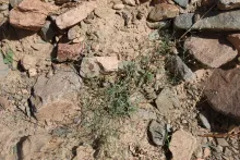 Whole plant