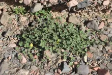 Whole plant