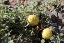 Cucumis prophetarum fruits