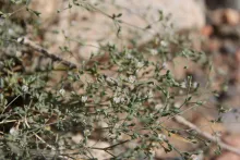 Polycarpaea robbairea flowers