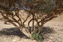 Whole plant