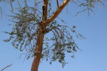 Whole plant