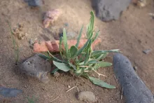 Zilla spinosa seedling