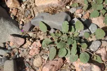 Boerhavia repens leaves