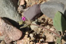 Boerhavia repens flowers and leaves