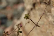 Boerhavia repens fruits